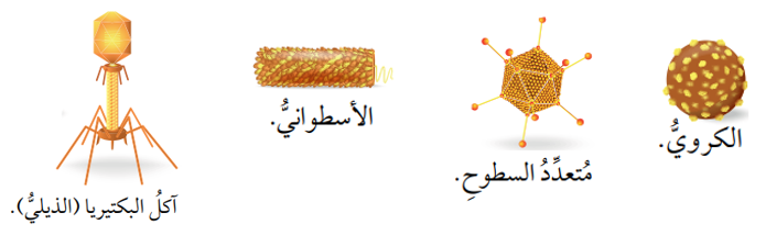 تصنف الفيروسات تبعًا لشكلها الخارجي